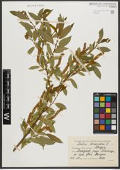Foto von Salix triandra subsp. triandra L.